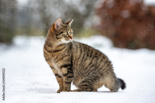 Getiegerte Katze Im Schnee Buy This Stock Photo And