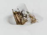 Fototapeta Na ścianę - Old stump with withered grass surrounded by snow