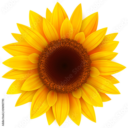 Fotografía Sunflower isolated, vector illustration.