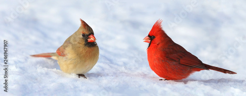 Fotografía couple of red cardinal in snow during winter