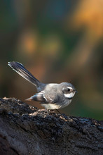 Grey Fantail - Rhipidura Albiscapa - Small Insectivorous Bird. It Is A Common Fantail Found In Australia