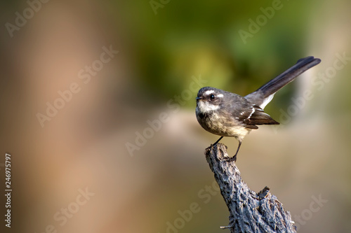 Fotografía Grey Fantail - Rhipidura albiscapa - small insectivorous bird
