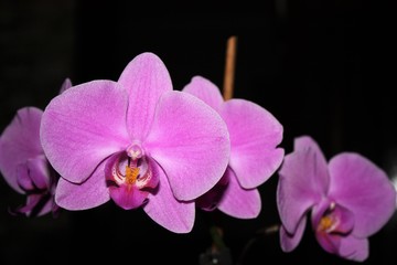  orchid on dark background