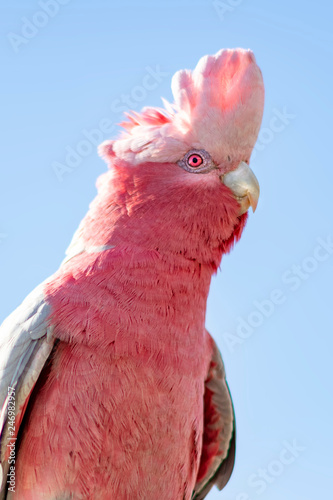 Galah Eolophus Roseicapilla Known As The Rose Breasted Cockatoo Galah Cockatoo Pink And Grey Cockatoo Or Roseate Cockatoo Mainland Australia Buy This Stock Photo And Explore Similar Images At Adobe,Barbacoa Meat