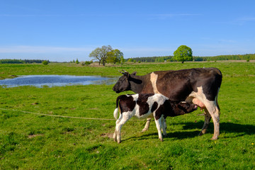 Cow and calf graze on a meadow at the summer