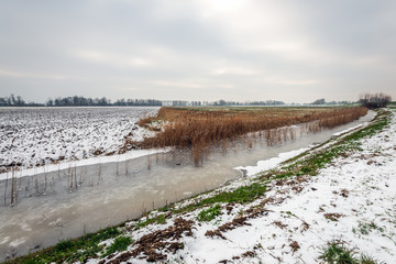 Wall Mural - Wide ditch covered with ice in a snowy Dutch polder landscape