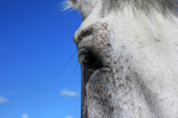 Close-up of a horse's eye and blue sky