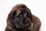 Fototapeta Psy - Little leonberger puppy sits at beige background