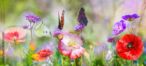 summer meadow with red poppies and butterfly