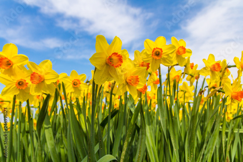 yellow dutch daffodil flowers close up low angle of view with blue sky backgroun Poster Mural XXL