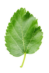 Wall Mural - green leaf of mulberry