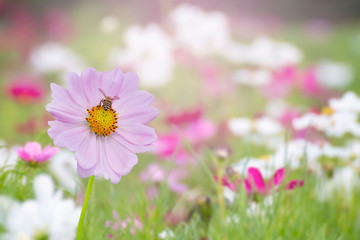 Wall Mural - cosmos flower in the garden