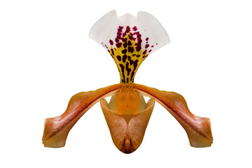 Wall Mural - close - up of orchid (paphiopedilum maudiae) isolated on white background - clipping paths.
