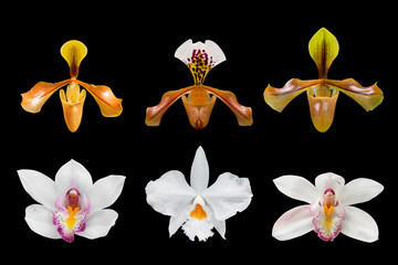 Wall Mural - collection of orchid (paphiopedilum maudiae) isolated on black background - clipping paths.