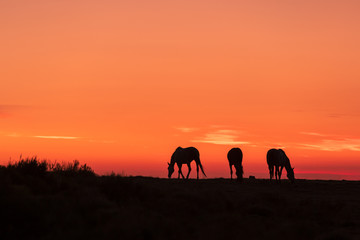 Sticker - Wild Horses Silhouetted at Sunrise