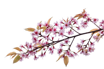Wall Mural - cherry blossom flowers , sakura flowers on white background.