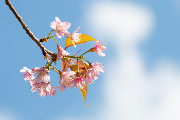Wall Mural - cherry blossom flowers , sakura flowers on sky background.
