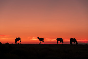 Sticker - Wild Horses Silhouetted at Sunrise