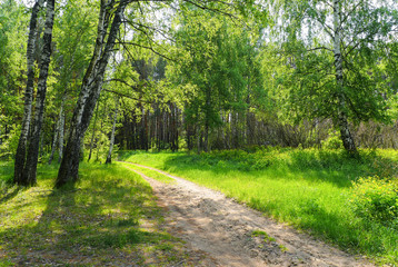 Fototapeta road in the birch forest