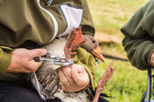 Greylag Goose, Anser Anser, Is Ringed By An Ornithologist, Germa