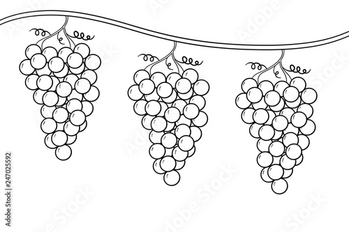 Coloring Page Of Grape Bunches On A Vine A Dream Of The