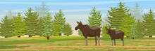 The Female Elk And Her Cub In A Meadow Near The Spruce Forest. Wild Animals Of Eurasia, Scandinavia, Canada And America. Realistic Vector Landscape