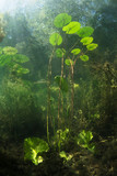 Beautiful yellow Water lily (nuphar lutea) in the clear pound. Underwater shot in the fresh water lake. Nature habitat. Unerwater world. Underwater view of a pond in summer.