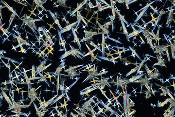 Wall Mural - Photo through a microscope of crystals grown from a solution of CuCl in alcohol. Polarized light technology.