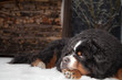 Berner Sennenhund liegt entspannt im Schnee