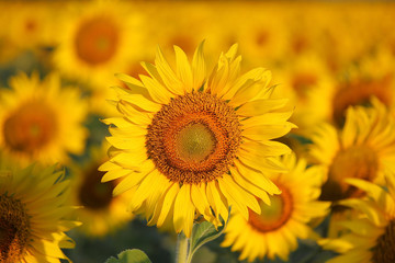 closeup of beautiful sunflower