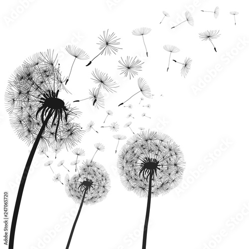 Abstract black dandelion, dandelion with flying seeds illustration - vector Fototapeta