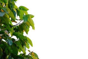 Wall Mural - Tropical tree leaves with branches on white isolated background for green foliage backdrop 