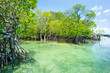 mangrove forest and emerald water of lagoon in Tanzania
