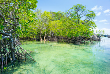 mangrove forest and emerald water of lagoon in tanzania