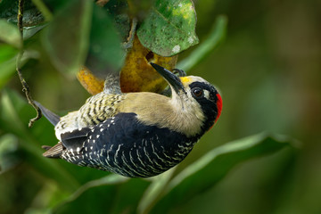 Wall Mural - Black-cheeked Woodpecker - Melanerpes pucherani resident breeding black and white and red bird