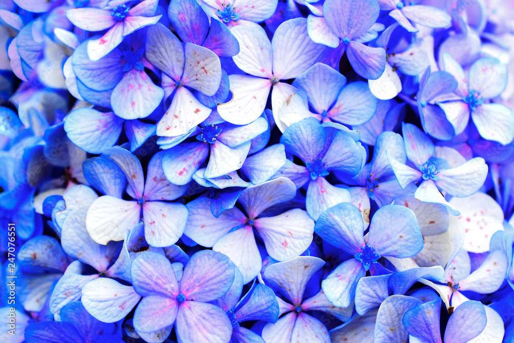 beautiful macro hydrangea flower of many colors like violet, pink, green... for background - obrazy, fototapety, plakaty 
