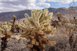 Cholla Cactus in the Desert