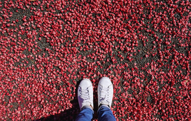 Selfie of feet in fashion sneakers on red flower on floor background, top view with copy space