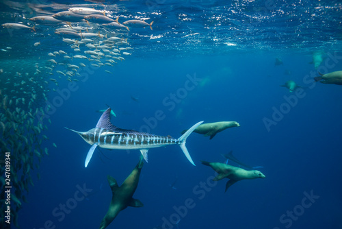 Cuadros en Lienzo Striped marlin and California sea lions hunting sardines off the Pacific Coast of Baja California, Mexico