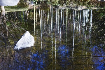 Wall Mural - Japanese style garden pond water surface reflection