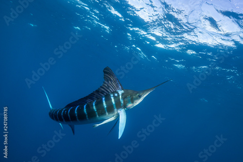 Fotografía Striped marlin hunting sardines off the Pacific Coast of Baja California, Mexico