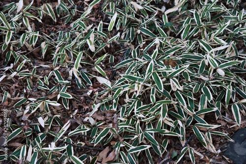 Kuma bamboo grass (Sasa veitchii) Tableau sur Toile
