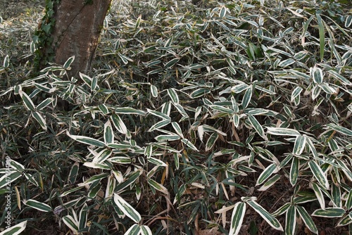 Kuma bamboo grass (Sasa veitchii) Tableau sur Toile