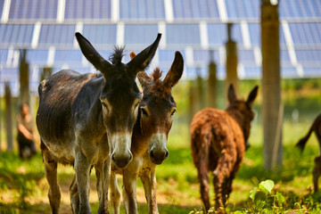 Wall Mural - Tweezers under the solar photovoltaic panel