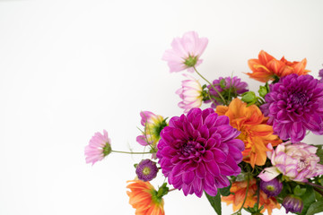 Dahlias flower background