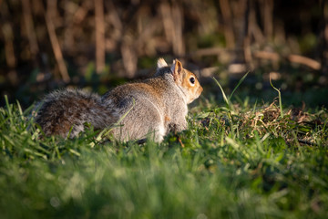 Canvas Print - squirrel