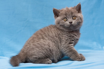 Wall Mural - Funny blue British kitten sitting on a blue background and staring at the camera