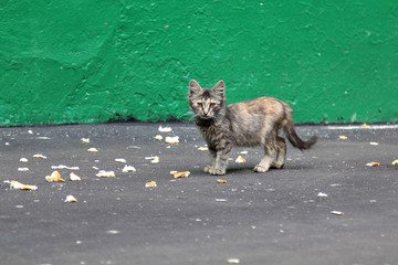 Gray homeless kitten walking on the street and eat bread from asphalt. Green wall on background