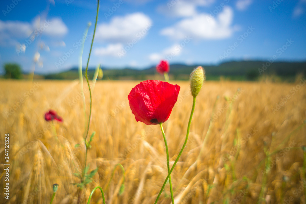 poppy field of red poppies. Beautiful Red Poppy Flower in the Wheat Field in Sunny Day and Harvest Season with blue sky and clouds,