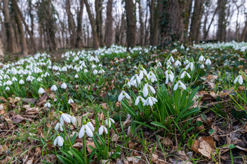 Sticker - beautiful snowdrop background